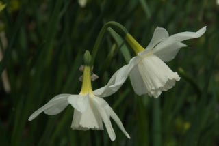 Narcissus 'Thalia'  bestellen